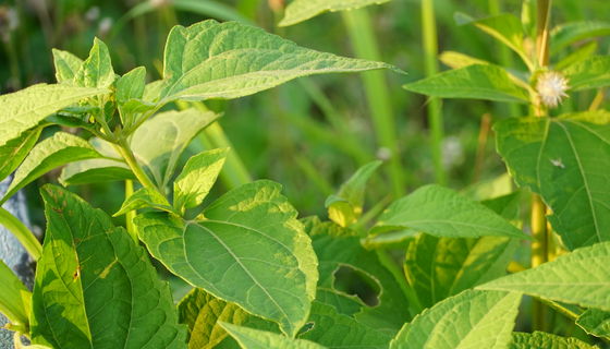 必发·bifa(中国集团)唯一官方网站